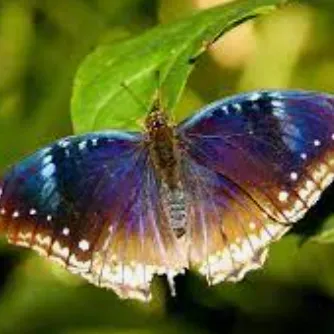 Las alas de la mariposa 