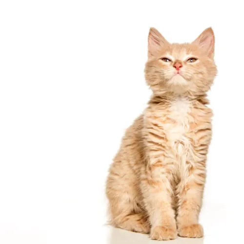 အသည္းႏွလုံးမ႐ွိတဲ့လူ