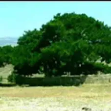 Saçlarından Bir Tel Aldım Haberin Var Mı