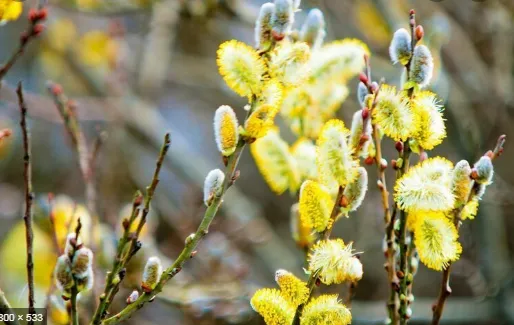 АПРЕЛЬ (by Olena)