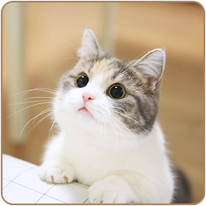 coveImg