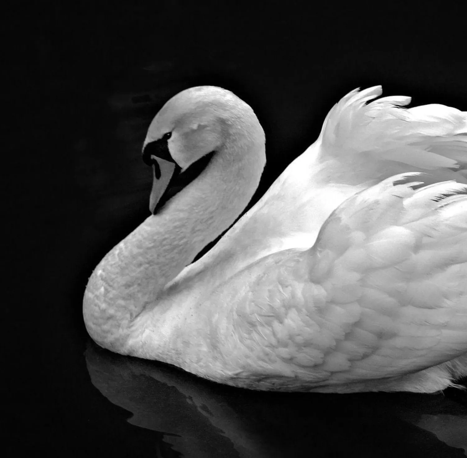 The Swan (Le Cygne)