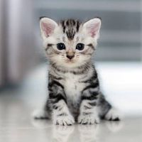 猫ʓƕʓƕ🐈‍⬛‎☔️🐈‍⬛