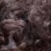 Risingstar37834375