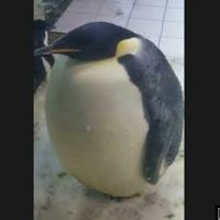 YoMerito