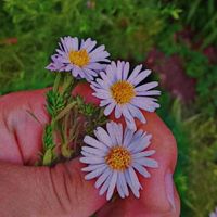 girasol_57
