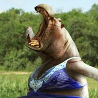 hippo..
