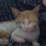 SagaDeg_star66919331