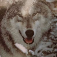 SamyarAssadi