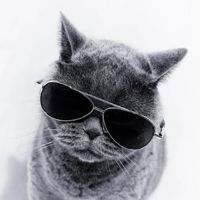 Wow_Wayne