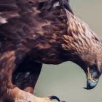 ___غـايه🅕ₙ༄______