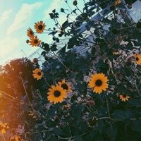sunny_vibes