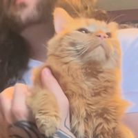 biscuitsandteacat