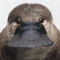 우리너구리