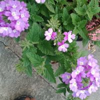Jenny77_star65711652