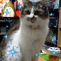 出崎之哉