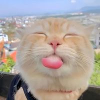 Cáo(🦊)ᵧₘ࿐