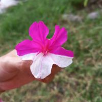 NurulAi_star98204437