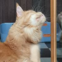 meowmewmao