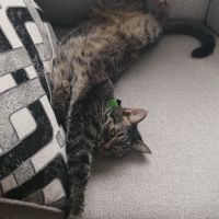 CrazyGirl231006