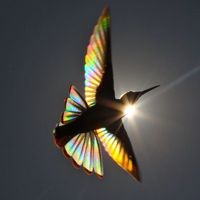 sam_star_103