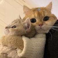 Rinidiani16