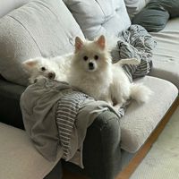 젤라맘