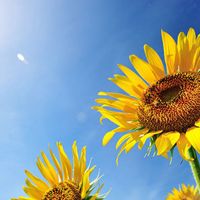 sunflower0222