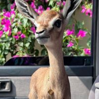 ملاك_star970