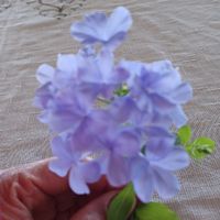 Cancer626