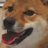 柴犬🐕써누보미🐕🇰🇷🇯🇵
