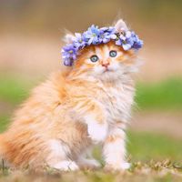 Настя_котик_star242