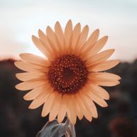 رودالبيشي