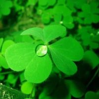 🍀🇻🇳™Anh💫Hòa™©️🌾