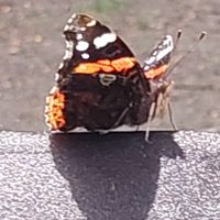 Magilana🦋🦋