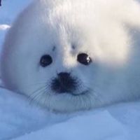 ごま🦭