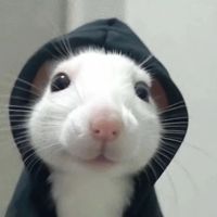 hìnn