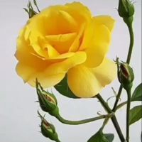 དབང་མོ དབང་མོ།