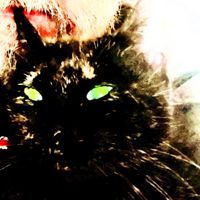 🐈‍⬛🐈‍⬛BLAKKAT🧦gF☢л❗