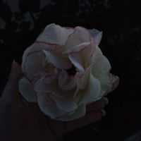 AmyDose