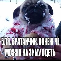 mister_mops244