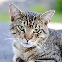 🕊¹ⁿ🐱KuchingGarronK🐱