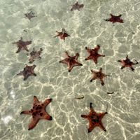 Loan_star015