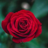 SnehaDas_star181