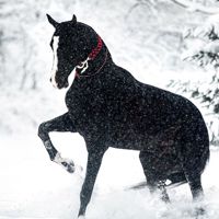 ❄️𝙈𝙪𝙝𝙞𝙡𝙡𝙚❄️