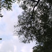 SavanaMcilro_star297