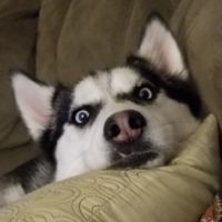 wolfenergy17