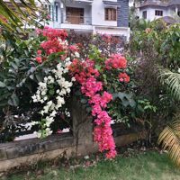 VidhuVi_star52166044