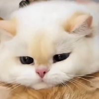 catloverkid