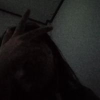 new_gypsy